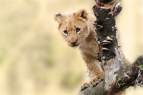 獅子的特徵|什麼是獅子？概念、生活在哪裡、如何繁殖、餵食方式和特徵